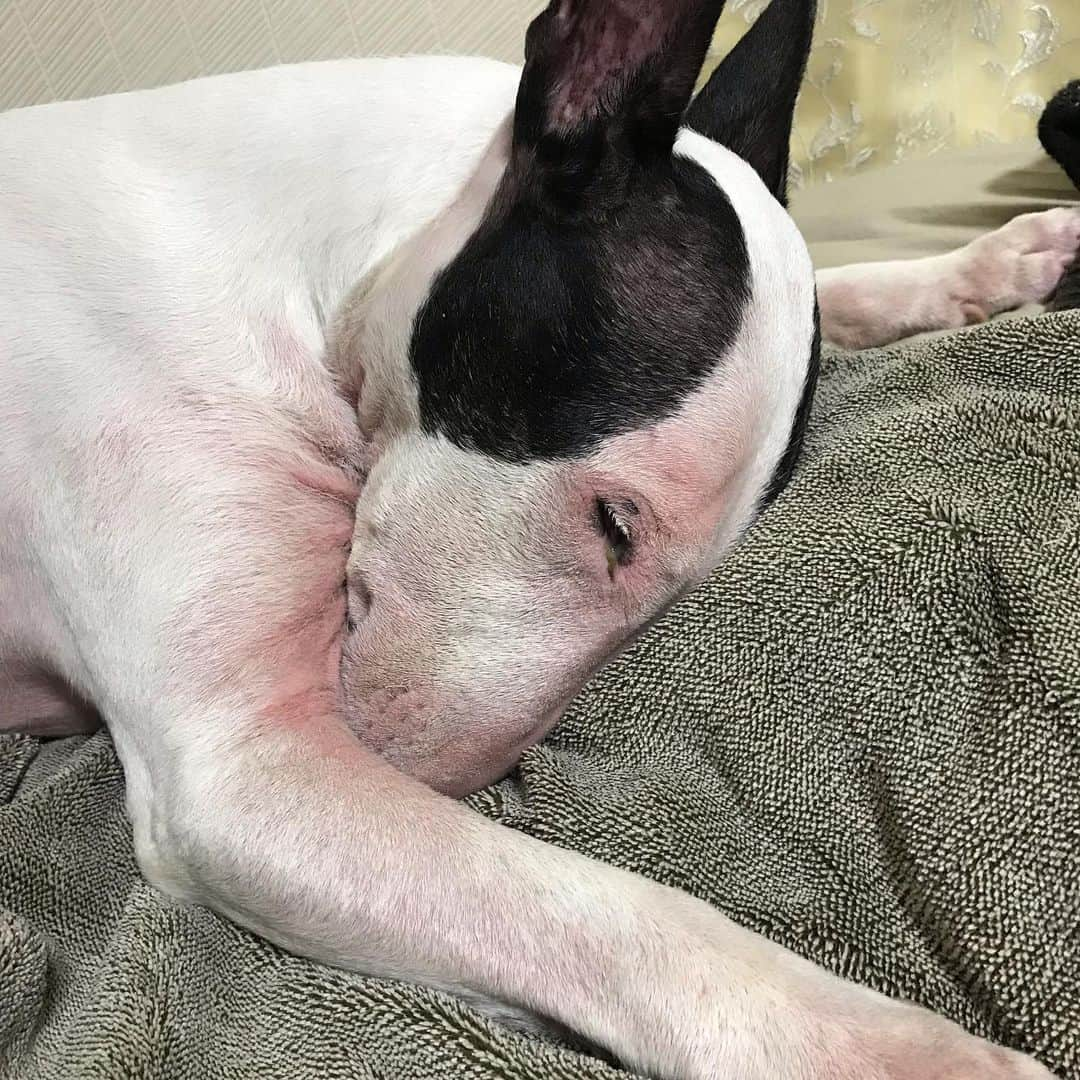 Q太郎さんのインスタグラム写真 - (Q太郎Instagram)「#minituru#bull#terrier#minibullterrier#miniturubullterrier#dog#dogstagram#cute#qtaro#love#family#ミニチュア#ブルテリア#ミニチュアブルテリア#Q太郎」11月25日 15時07分 - qtaro.jun