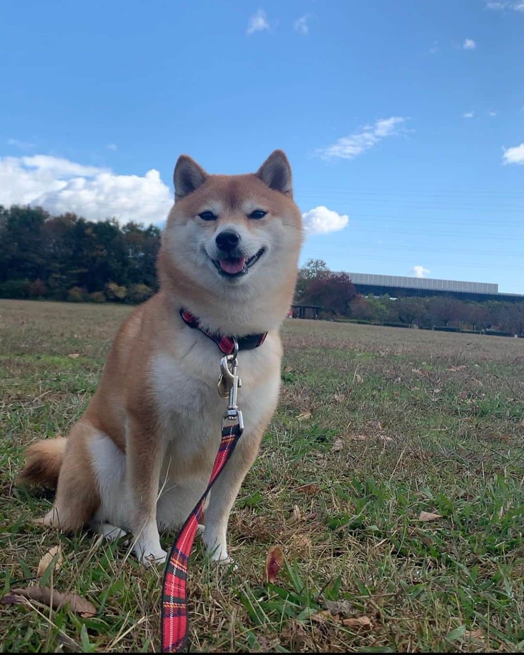 豆柴 サニーちゃんのインスタグラム