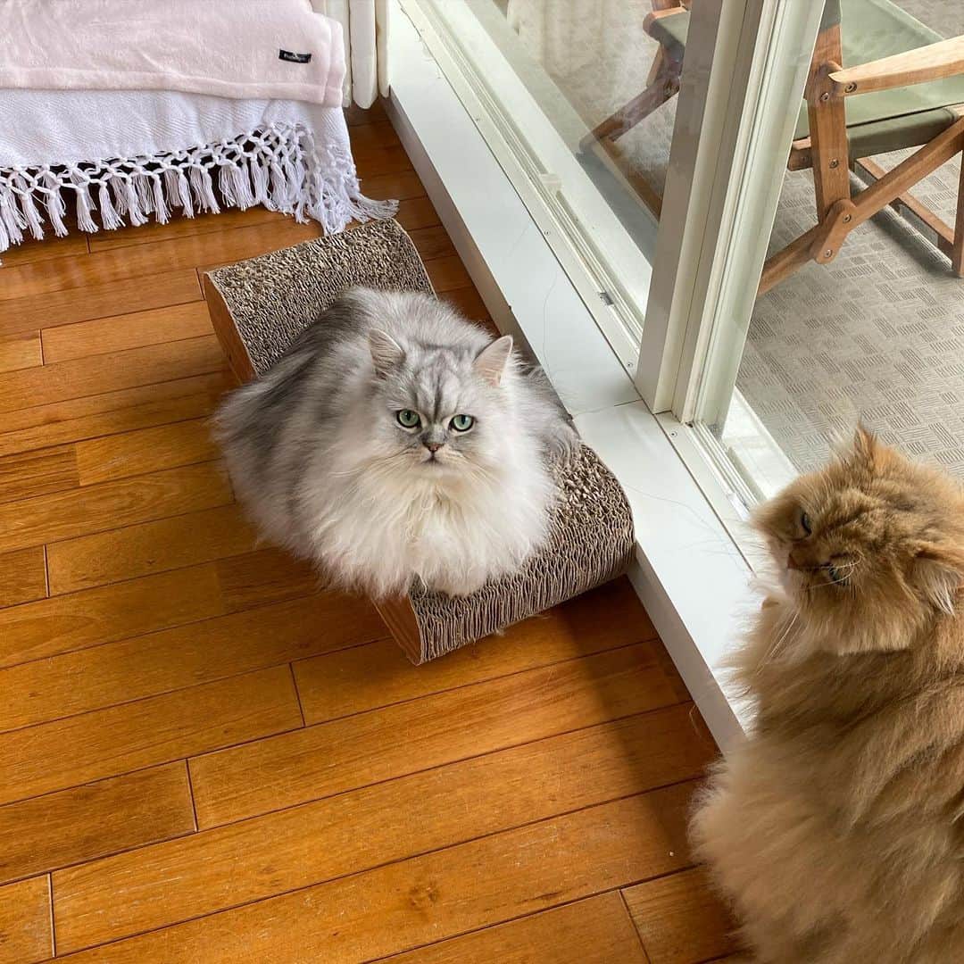 のインスタグラム：「2020.11.25 珠音☆Juon and Families ＊ ぼくじゅおん。 きょうも ママをみる みてると きっと いいことがある。 ぼくはあかちゃんだから やっぱりずっとみてることにする。 （あれ？しおちゃんがいない💦） ☆☆☆ #珠音#Juon#あまえんぼう王子#抱っこ王子#可愛い#最愛の末息子#チンチラペルシャ#チンチラシェーテッドシルバー#mycat #mybeby #myfamily #lovelycats #ilovecats #cat #chinchillapersian #shadedsilverpersian #boy #prince#ねこのきもち #ねこ#ねこ部 #ぬこ#幸せ#猫のいる暮らし #楽しい#嬉しい#ありがとう」