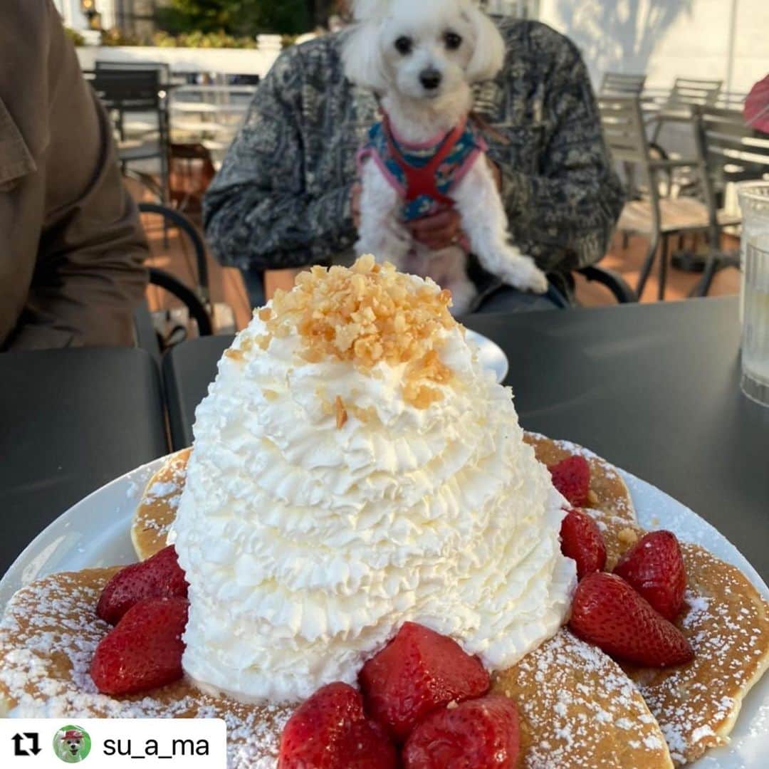 のインスタグラム：「#Repost  @su_a_ma 様  ご来店頂きましてありがとうございます😊  また、「 #アロハでエッグスン 」で素敵なお写真をご投稿頂きましてありがとうございます☀️🌈  ぜひ、また機会がございましたらEggs 'n Thingsでお過ごしください😆🏝  -------------  【限定キャンペーンのご案内：11月30日（月）まで！】  アロハシャツを着用して店内でお一人様500円（税別）以上のお食事をご注文のお客様に「オリジナルドリンク」をプレゼントするキャンペーンを実施中です！ また、アロハシャツを着てお食事を楽しまれている写真をハッシュタグ「 #アロハでエッグスン 」を付けてInstagramに投稿していただくと、 #セミオーダーメイドアロハシャツ や #お食事券10,000円 を各10名様ずつプレゼントするキャンペーンも開催しております。  ・ムームーなどアロハ柄の物も対象です。 ・アロハシャツはご持参いただき、店内で羽織っていただければ大丈夫です。  ※Instagramを使っていないお客様はオハナ（スタッフ）がお店のInstagramで投稿いたします。 ※投稿された写真は厳選してEggs ‘n Things公式Instagramにてリポストいたします。  ------------- 🐶🍍﻿ ﻿ 先週(2020.11.18)﻿ 立川にクーちゃんとお出かけのシメは﻿ ららぽーとの エッグスンシングスへ @eggsnthings_jp  ﻿ アロハシャツを着て行くとドリンクプレゼント🎁ってイベントで﻿ ピニャコラーダをいただきました🍹﻿ ﻿ すあまのじゃないけどね💦﻿ 早いよね〜🤣🤣🤣﻿ ﻿ #マルチーズ#maltese﻿ #犬#dogs﻿ #マルチーズインスタグラム﻿ #malteseofInstagram﻿ #cute#すあま#suama﻿ #ちょんまげ#トップノット﻿ #ilovemaltese﻿ #ふわもこ部#wns45﻿ #おかっぱ#じゃじゃ3姉妹﻿ #マルチーズ普及委員会﻿ #reynspooner  ﻿ #アロハでエッグスン」
