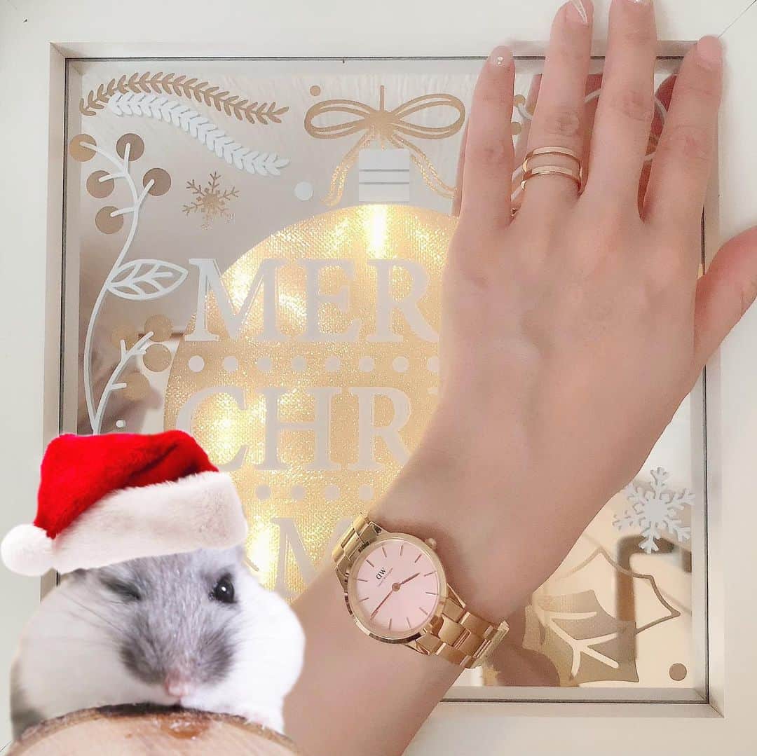 hamster_mocoさんのインスタグラム写真 - (hamster_mocoInstagram)「可愛いふくサンタさんから素敵な腕時計と指輪のご紹介でちゅ🐹🎄⌚💍✨ ･ おかーさんがダニエルウェリントンさん @danielwellington の腕時計と指輪をモニターさせてもらったんだって✨ コレは言い換えればボクからのクリスマスプレゼントって事でちゅよね〜感謝してほちいでちゅ🐹🎁🎄✨ ･ おかーさんが選んだのは 腕時計→ICONIC LINK PINK28mm  指輪→ ELAN DUAL RING ･ ローズゴールドのバンドとピンクの文字盤がとっても女性らしく品があって素敵です🥰 指輪は二重になっているオシャレなデザインで指を細く長く見せてくれるような気がします😆🙌🏼 本当にふくくんのおかげ💕ありがとうね😘 ･ 只今ブラックフライデーセール開催中✨こちらのクーポンコードを使えばセール価格から更に15％OFFでとってもお得にゲットできちゃいます👀✨【asahifl20】 ･ 大切な人へのクリスマスプレゼントや自分へのご褒美にもぜひご利用くださいね🎁🎄🎂🎉 ･ ･ ★ブラックフライデーキャンペーン★ ＊2020年最大のDW Black Fridayセールは11月20日～30日まで期間限定実施中！ ＊公式サイトwww.danielwellington.com/jpやDW直営店舗にて最大50％OFF！ ･ ＊15％OFFクーポンコード【asahifl20】の併用でさらにお得！ ･ ･  #DWブラックフライデー #ダニエルウェリントン#DW#腕時計 #ハムスター#ジャンガリアンハムスター#ジャンガリアン#ブルーサファイア#ブルーサファイアハムスター#ジャンガリアンブルーサファイア#ふわもこ部 #モフモフ#ペット#ハムスタグラム #hamster#djungarian#hamstagram#hammy#happy_pets#PET_OF_OUR_WORLD#igersjp#ig_japan#instapet#weeklyfluff#kawaii」11月25日 16時22分 - asahi.fl