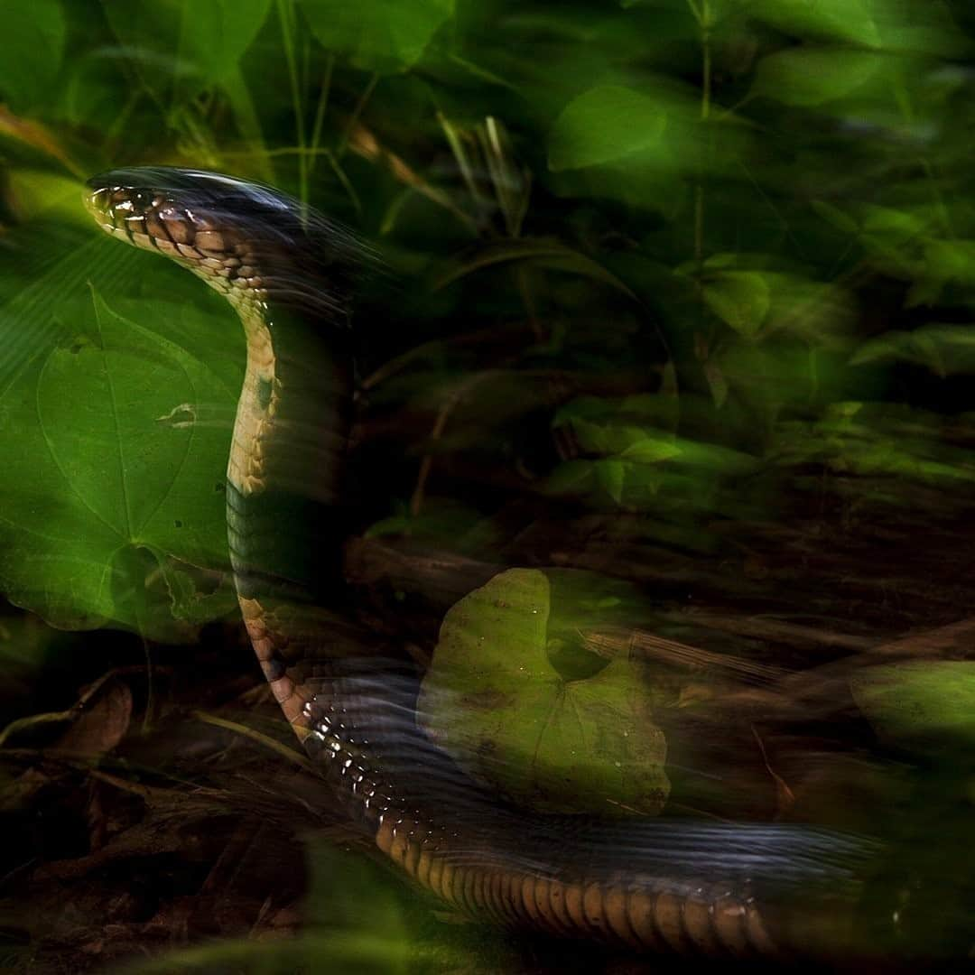 ナショナルジオグラフィックさんのインスタグラム写真 - (ナショナルジオグラフィックInstagram)「Photo by @mattiasklumofficial / The forest cobra is native to  central and western Africa. It's the largest true cobra species, with a length up to 3.1 meters (10 feet). (I've also photographed the king cobra, which is much bigger but is the sole member of its own genus.) The forest cobra (and the king cobra) is a  capable swimmer and is often considered to be semiaquatic. My team and I searched in lowland forests and moist savanna habitats for this beautiful species during an assignment in Cameroon—and eventually got lucky!  It's a fast snake and it has a reputation of being hyper-alert and sometimes nervous. With that and a strong venom, it's considered very dangerous. Bites to humans are less common than with other African cobras but still a life-threatening emergency.  Ironically the lethal characteristics of snake venom make it  so valuable and sought after for use in medicinal treatments. The toxic components of snake venom have, for example, led to the development of medicine against heart disease, diabetes, and Alzheimer's. With a bit of luck, the forest cobra may soon combat heart disease and not affect the wild populations of this species at all. #protectbiodiversity #medicine #cobra #africa #forestcobra」11月25日 16時39分 - natgeo