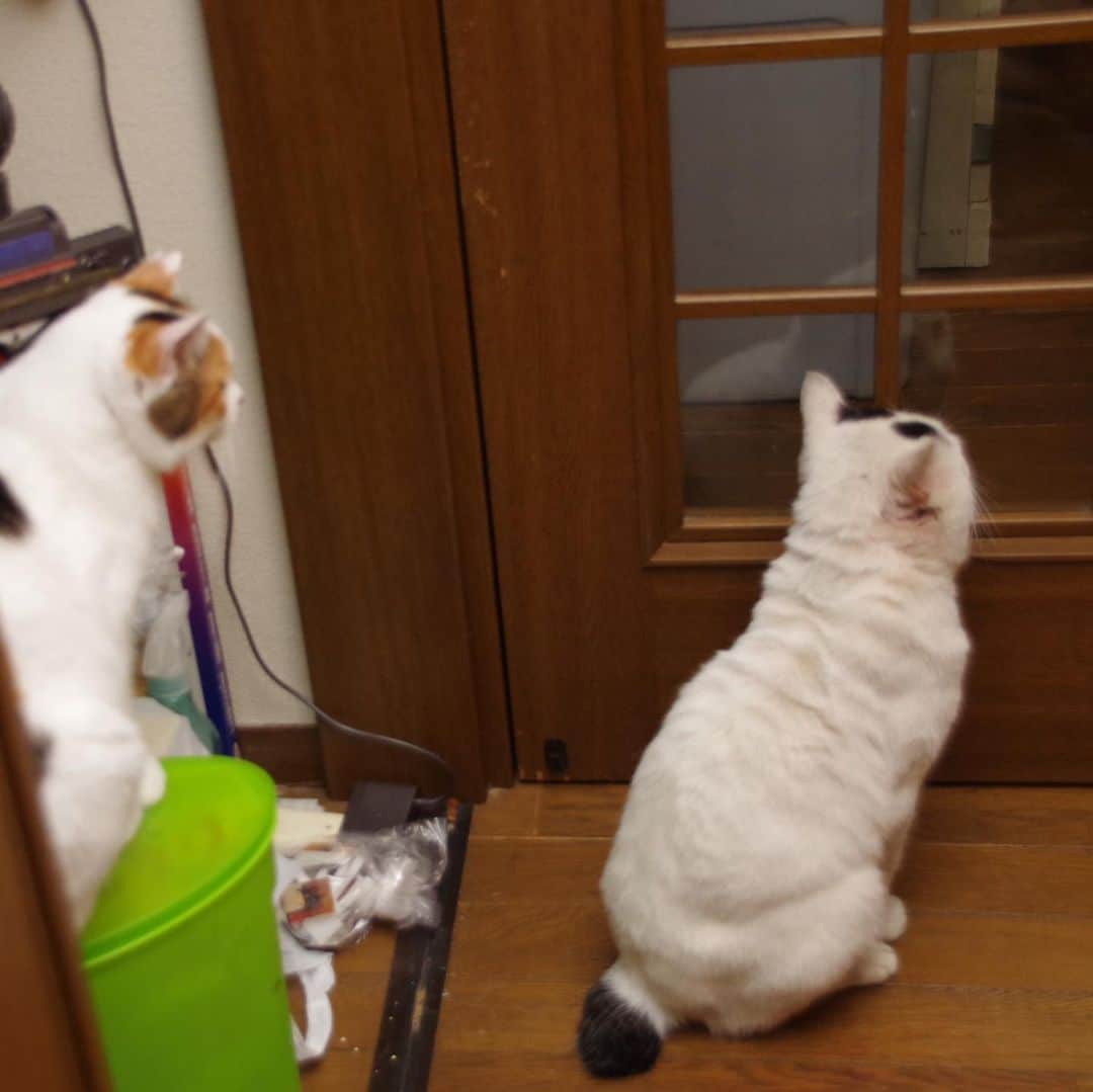 Kachimo Yoshimatsuさんのインスタグラム写真 - (Kachimo YoshimatsuInstagram)「一年前のナナクロ Nanakuro a year ago 家に入ってだいぶ落ち着いて来た。 ナオさんが初めてなでた。 #うちの猫ら #nanakuro #ナナクロ #一年前のナナクロ #猫 #ねこ #cat #ネコ #catstagram #ネコ部 http://kachimo.exblog.jp」11月25日 16時41分 - kachimo