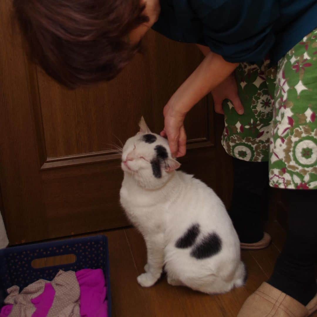 Kachimo Yoshimatsuさんのインスタグラム写真 - (Kachimo YoshimatsuInstagram)「一年前のナナクロ Nanakuro a year ago 家に入ってだいぶ落ち着いて来た。 ナオさんが初めてなでた。 #うちの猫ら #nanakuro #ナナクロ #一年前のナナクロ #猫 #ねこ #cat #ネコ #catstagram #ネコ部 http://kachimo.exblog.jp」11月25日 16時41分 - kachimo