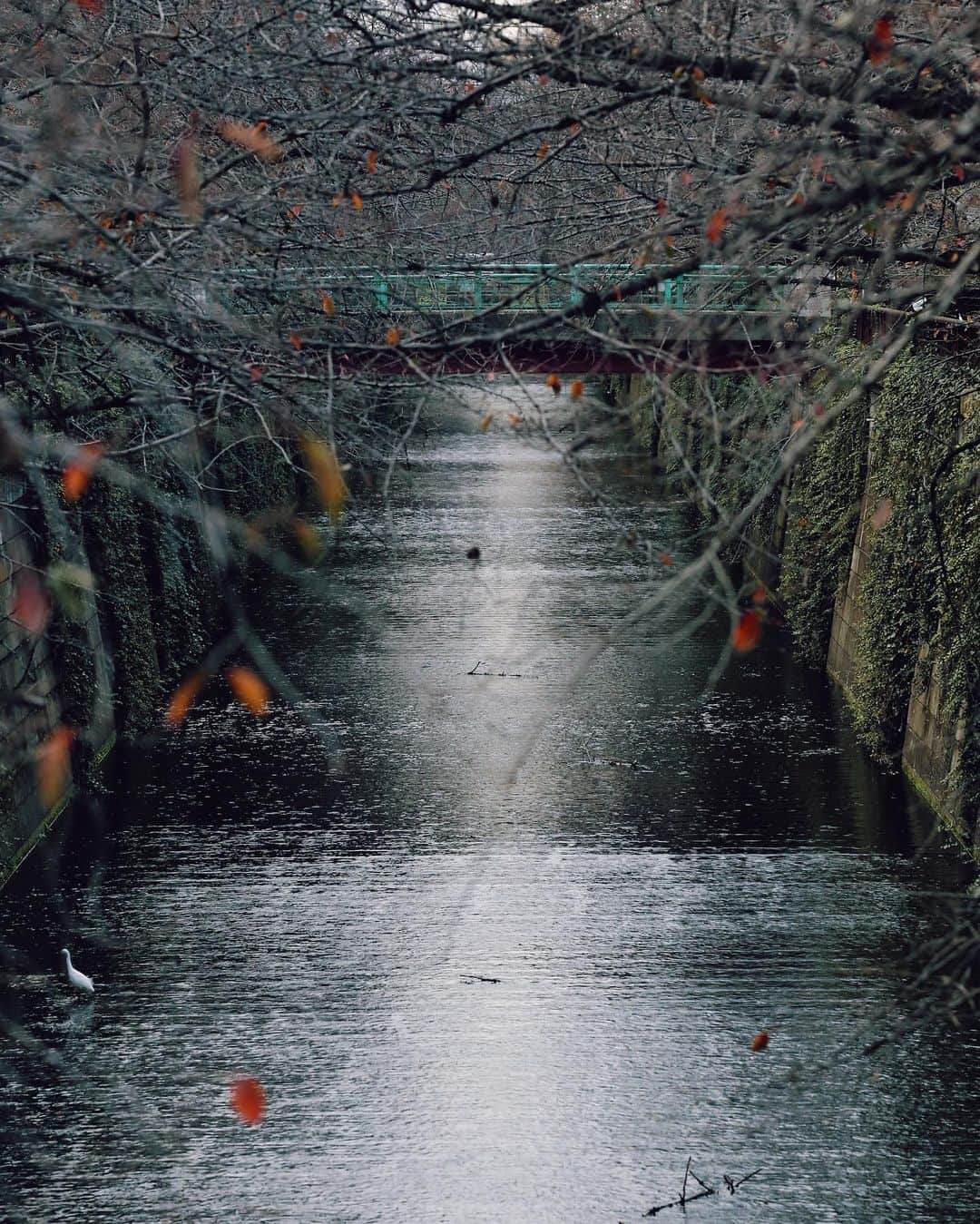 A.D.S.R.さんのインスタグラム写真 - (A.D.S.R.Instagram)「寒々しい様相の目黒川 来年の春は綺麗な桜を見にきたい」11月25日 16時48分 - a.d.s.r._official