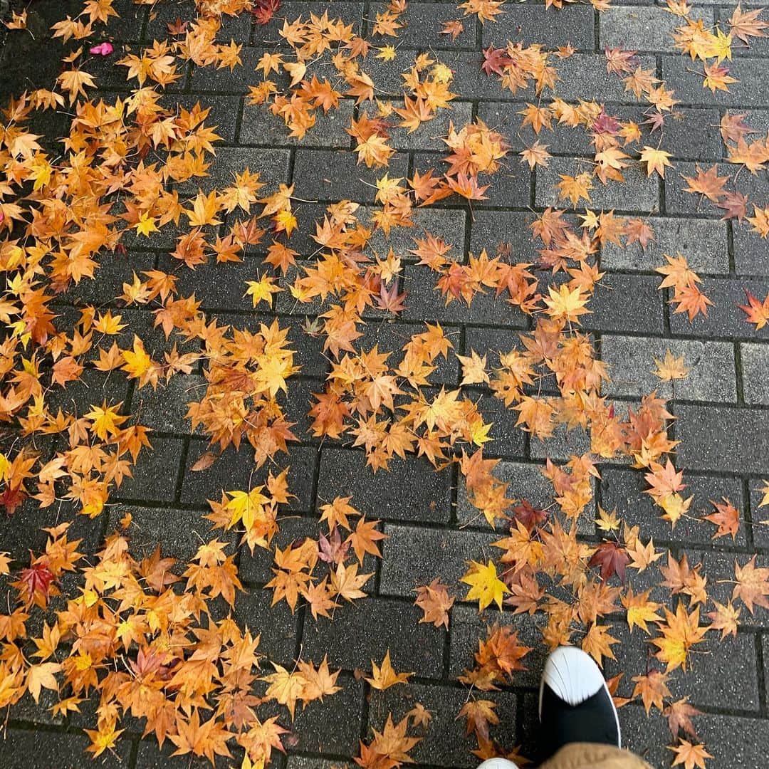 井上和香さんのインスタグラム写真 - (井上和香Instagram)「. 足元が素敵だった🍁 肌寒いけど、歩くのが楽しいな✨ . #足元の紅葉」11月25日 16時48分 - inoue_waka