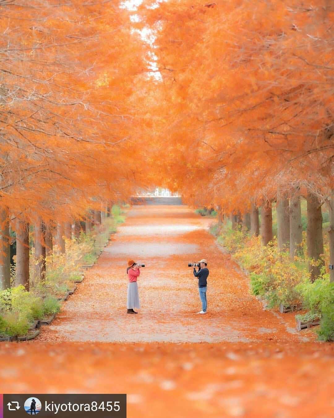 兵庫県さんのインスタグラム写真 - (兵庫県Instagram)「兵庫県公式インスタグラム『love_hyogo』です。  love_hyogoでは皆さんが#lovehyogo のハッシュタグを付けて投稿していただいた写真を紹介をさせていただきます。  本日のピックアップは @kiyotora8455さんのお写真です👑 ハッシュタグをつけての投稿ありがとうございます🙏  写真は、加東市にある『播磨中央公園』での一枚です📷✨  真っすぐ伸びるラクウショウ並木が鮮やかなオレンジ色に染まり圧巻です❗😆🍁日ごと黄葉が進めば、足元にもぎっしりとオレンジ色の絨毯が敷きつめられてゆくのでしょうか。楽しみですね❗✨  播磨中央公園は、五峰山麓の丘陵地帯にあり、森林に囲まれた丘や大小の池、アスレチックなどがある自然豊かな都市公園です。四季折々の風景が楽しめる園内でもこの季節、約50本のラクウショウの高木が300mにわたり並び、針葉樹の清々しい香りを漂わせています。👟🌿  兵庫にまつわる投稿は#lovehyogo のハッシュタグをお願いします👈  −−−−−−−−−−−−−−−−−−−−−−−−−−−−−−−−−−−−−−−−−−−−−−−−−−−−−−−− 兵庫県では、新型コロナウイルス感染拡大を予防する『ひょうごスタイル』（📍3密（密閉、密集、密接）の回避📍身体的距離の確保📍マスクの着用等）の推進のご協力をお願いしています。  #兵庫県#兵庫#lovehyogo#love_hyogo#photooftheday#followme#加東市#ラクウショウ#ラクウショウ並木#落羽松#川播磨中央公園#はりちゅう#黄葉#紅葉#落葉#秋色#紅葉の絨毯#沼杉四季の庭ファンタジーロード##自慢したい兵庫の景色」11月25日 16時49分 - love_hyogo