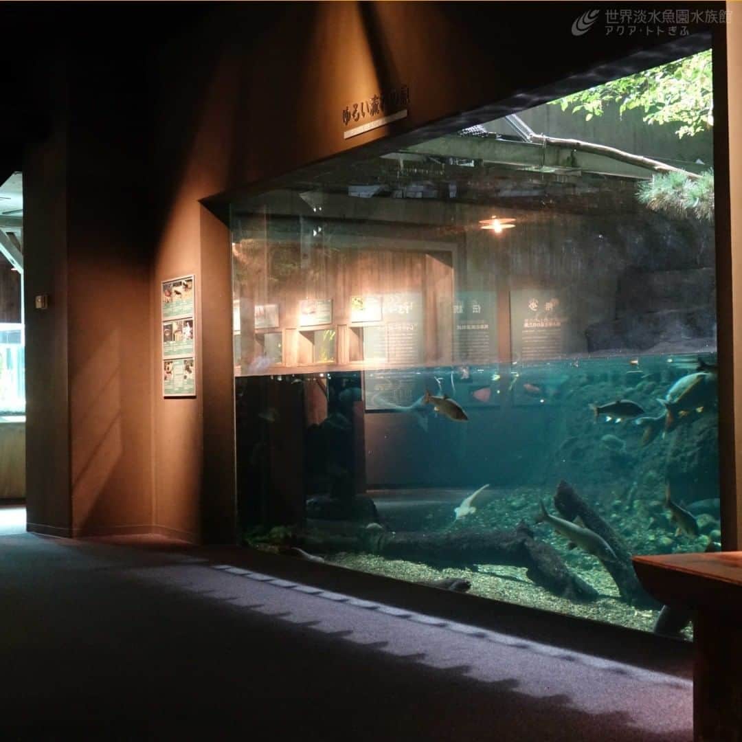 世界淡水魚園水族館 アクア・トト ぎふのインスタグラム：「夕暮れの水族館。 平日は17時まで、土日祝は18時まで開館している館内。日没が早いこの時期は、太陽の光が差し込む昼間とは違う雰囲気でお楽しみいただけます。  #アクアトト #アクアトトぎふ #アクアトト岐阜 #水族館#aquarium」