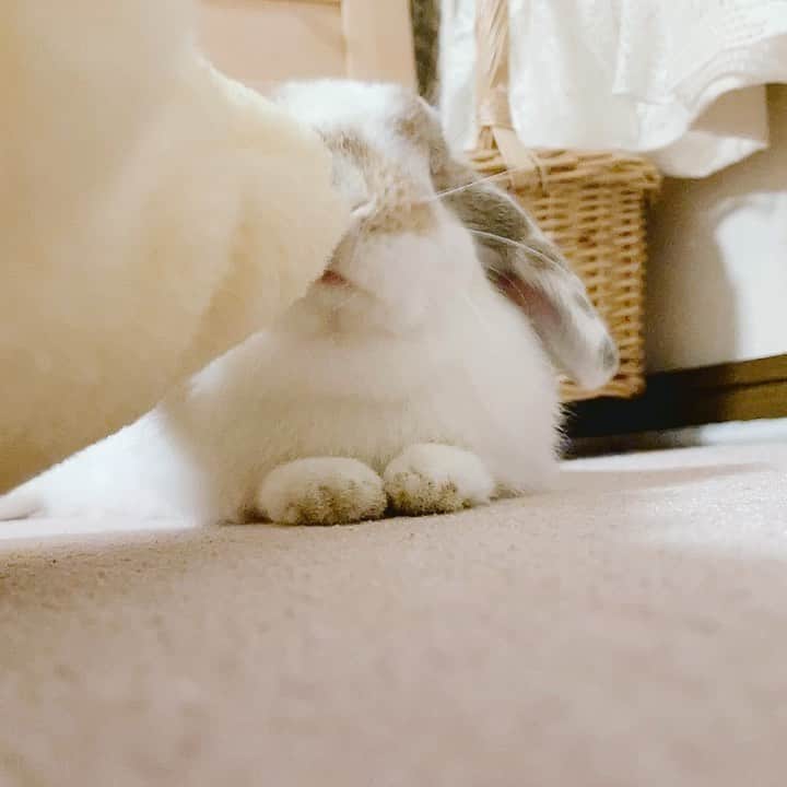 usagraphのインスタグラム：「ぺろぺろも可愛いけど、そろったおてても可愛い！！  昨日はミーチャもテンション高くでドタドタいいながら猛ダッシュしてたw ＊ ＊ ＊  #うさぎ　#rabbit #bunny #ふわもこ部  #WeeklyFluff #igersjp  #tokyocameraclub #東京カメラ部  #神戸カメラ部  #bunnystagram  #うさぎ部 #ホーランドロップ #hollandlop  #ファインダー越しの私の世界 #art_of_japan #myfujilove」