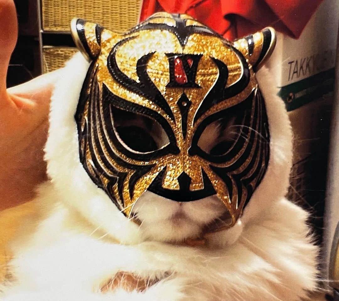 タイガーマスクさんのインスタグラム写真 - (タイガーマスクInstagram)「愛猫のメイ姫が我が家に来た頃、メイニャーマスクに変身しました‼️ このマスク、メイ使用に作ってもらったんです👍 カワユイ️😊 #タイガーマスク #tigermask #njpw #メイ姫 #スコティッシュフォールド #メイニャーマスク」11月25日 22時33分 - tigermask.njpw_official