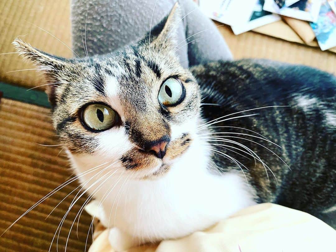 のインスタグラム：「かわいいでしょ（ドヤ）的に膝に乗り、資料整理の邪魔をしてくる罪なおんな。  Model by 三谷ミル（いったい誰に似たんでしょうね、この態度のでかさは）  #加計呂麻島　 #kakeromaisland  #猫　 #ねこ #ネコ #ねこすたぐらむ  #cat  #catsofinstagram  #catstagram  #catlife  #catlover  #cats  #catlovers  #cats_of_instagram  #catphoto  #catmovie  #islandlife  #islandgirl  #island  #islandcat  #islandcats #japanesecat  #japanesecats  #japanesegirl  #japan_of_insta  #japanese  #japan」