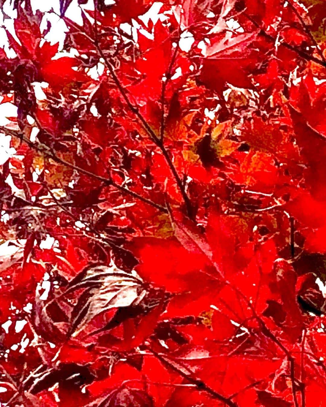 世良公則さんのインスタグラム写真 - (世良公則Instagram)「・・・・・・  秋の終わりの紅  日本の季節の色  静かに燃えて  季節を映す  美しきかな、風が歌う  ・・・・・・  #世良公則 #masanorisera #japanesemusician #japaneseartist #japaneseculture #red #season #autumn #fall #winter #日本の風景 #日本 #四季 #紅 #季節」11月25日 17時22分 - masanorisera