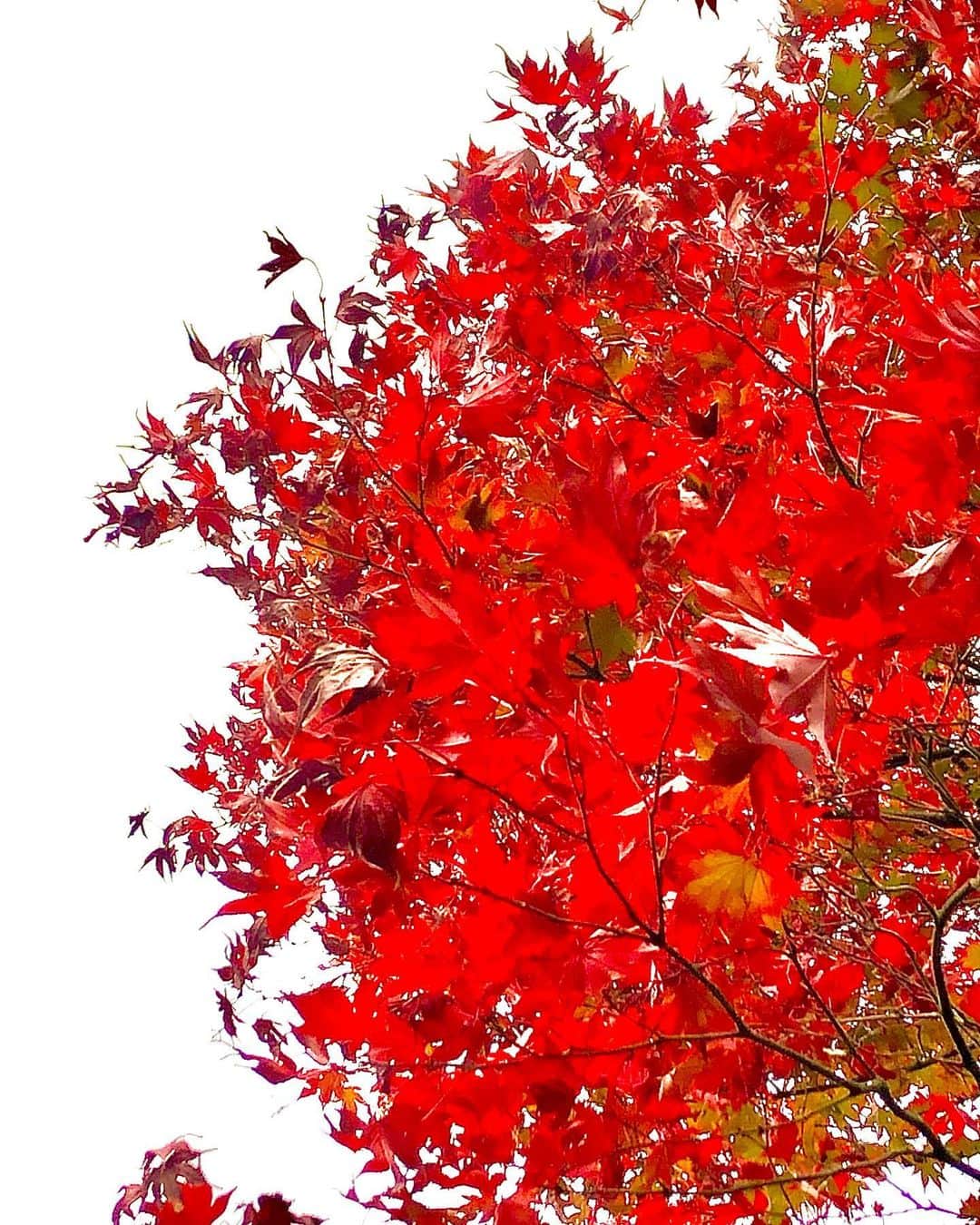 世良公則さんのインスタグラム写真 - (世良公則Instagram)「・・・・・・  秋の終わりの紅  日本の季節の色  静かに燃えて  季節を映す  美しきかな、風が歌う  ・・・・・・  #世良公則 #masanorisera #japanesemusician #japaneseartist #japaneseculture #red #season #autumn #fall #winter #日本の風景 #日本 #四季 #紅 #季節」11月25日 17時22分 - masanorisera