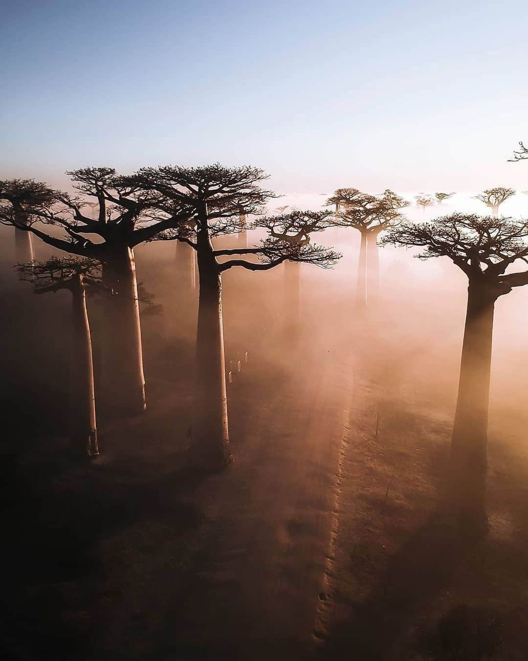 Canon Photographyさんのインスタグラム写真 - (Canon PhotographyInstagram)「Madagascar’s ancient baobabs.  Photography // @unchartedbackpacker  Curated by @steffeneisenacher  #baobab #madagascar #aerialphotography #dronephotography #sunrise」11月25日 17時28分 - cpcollectives