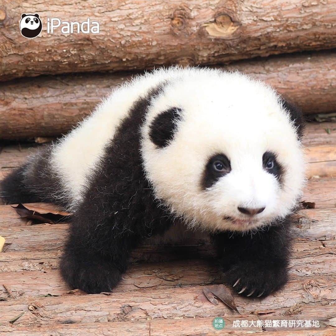 iPandaさんのインスタグラム写真 - (iPandaInstagram)「Look at my round fluffy face, big shining eyes and cute little paws, can you tell me who is the sweetest baby panda this year?😎 (He Hua) 🐼 🐼 🐼 #Panda #iPanda #Cute #PandaPic #HowGiantPandasGrowUp」11月25日 17時30分 - ipandachannel