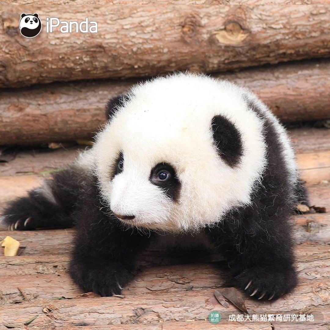 iPandaさんのインスタグラム写真 - (iPandaInstagram)「Look at my round fluffy face, big shining eyes and cute little paws, can you tell me who is the sweetest baby panda this year?😎 (He Hua) 🐼 🐼 🐼 #Panda #iPanda #Cute #PandaPic #HowGiantPandasGrowUp」11月25日 17時30分 - ipandachannel