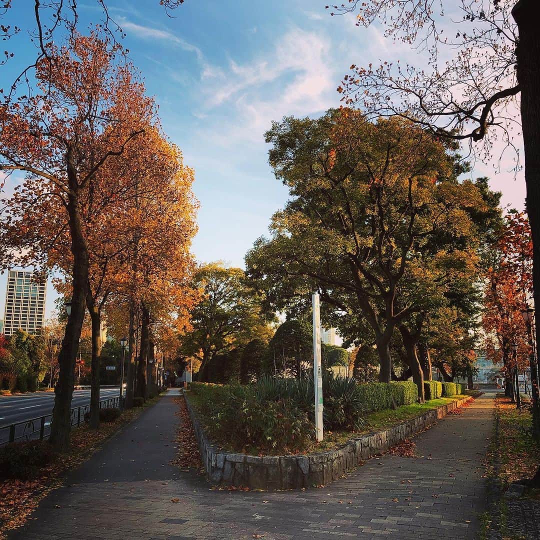 村田沙耶香のインスタグラム：「仕事の帰り、好きな道を通りました。」