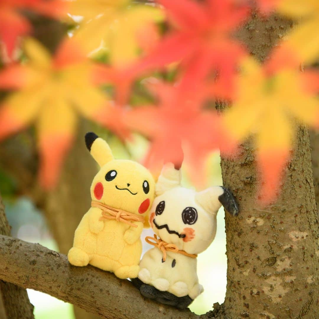 ピカチュウ公式Instagramさんのインスタグラム写真 - (ピカチュウ公式InstagramInstagram)「【今日のピカチュウ】 ミミッキュといっしょにお散歩チュウ💕 真っ赤な紅葉がとってもきれいだね🍁✨ #pikachu #mimikyu #pokemon #pikachu_snap #photooftheday #fall #autumn #autumnleaves #ピカチュウ #ミミッキュ #ポケモン #お散歩 #秋 #紅葉 #紅葉狩り」11月25日 18時00分 - pokemon_jpn