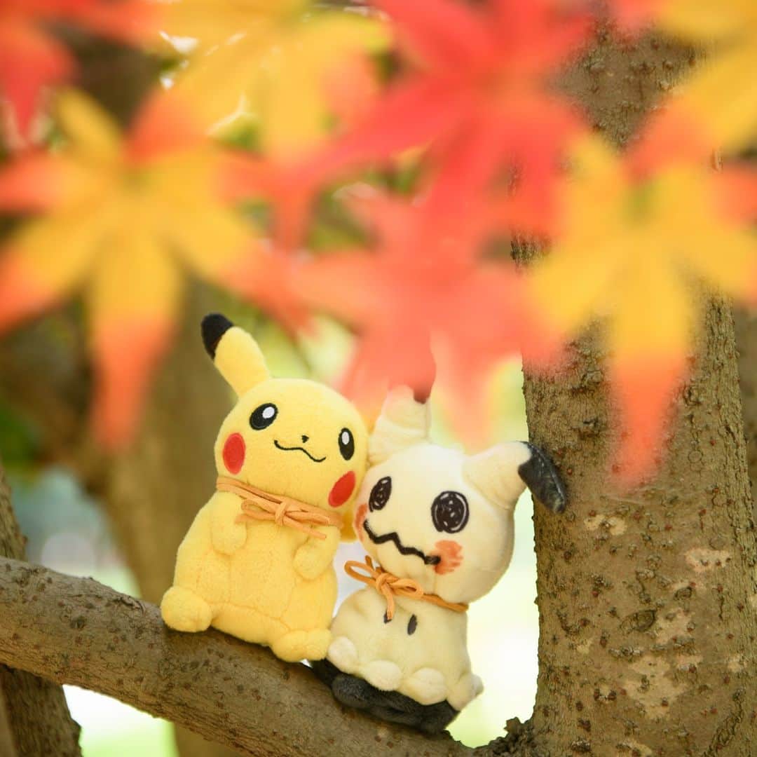 ピカチュウ公式Instagramのインスタグラム