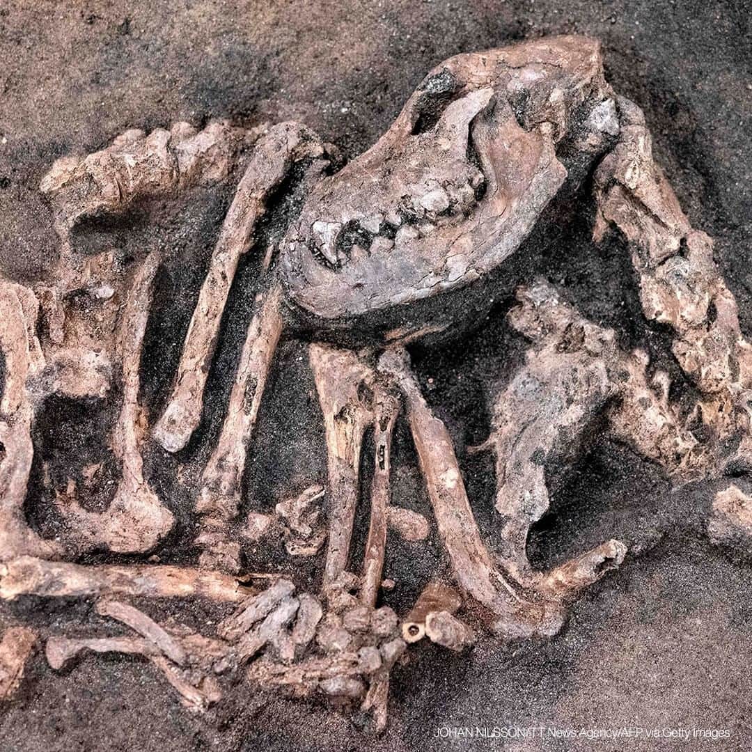 ABC Newsさんのインスタグラム写真 - (ABC NewsInstagram)「The skeleton of a Stone Age dog is pictured in Blekinge Museum's object magazine in Karlskrona, Sweden on November 24, 2020. The approximately 8,400-year-old dog was found in September at archaeological excavations in Ljungaviken, was shown to the media on Tuesday, November 24, 2020. The dog has now been brushed out of the 250 kg block of sand it was lifted from the ground in. #stoneage #dog #archaeology」11月25日 18時00分 - abcnews