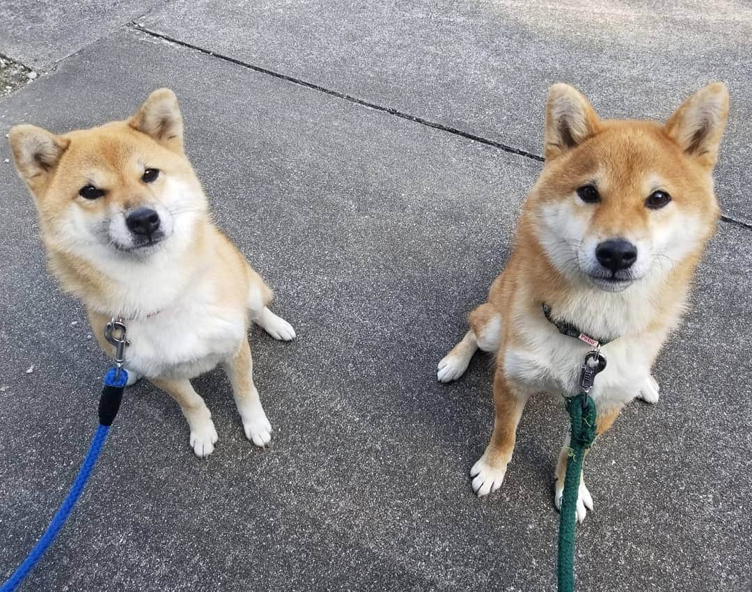 柴犬たま Shibainu Tamaのインスタグラム