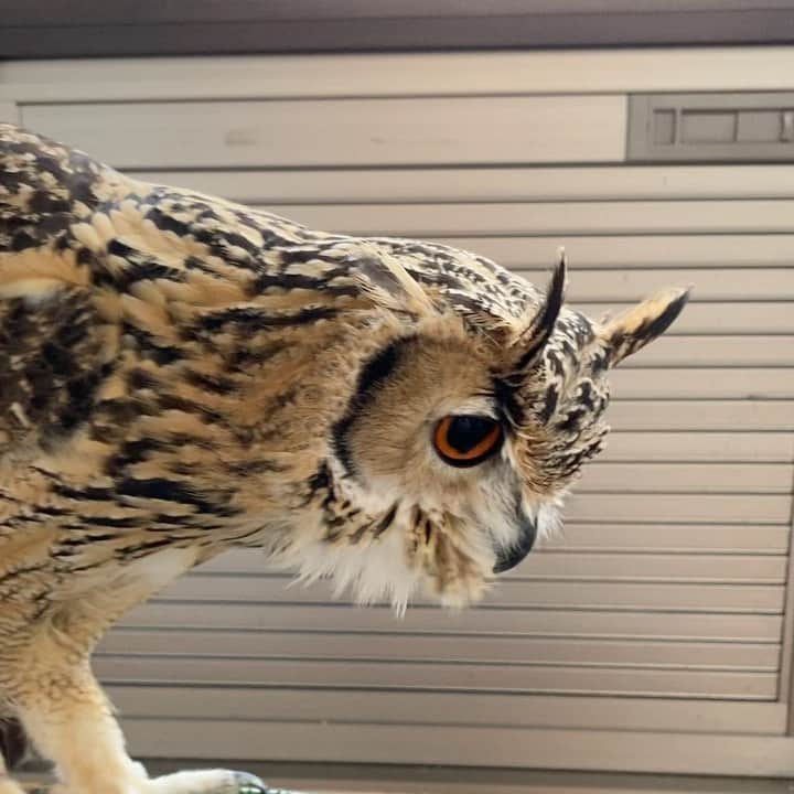 GEN3 Owlのインスタグラム：「名前を呼ばれると嬉しすぎて舞い上がっちゃう（物理的） When Garu was called by me, he was so happy that he jumped up. #owl #owlgaru」