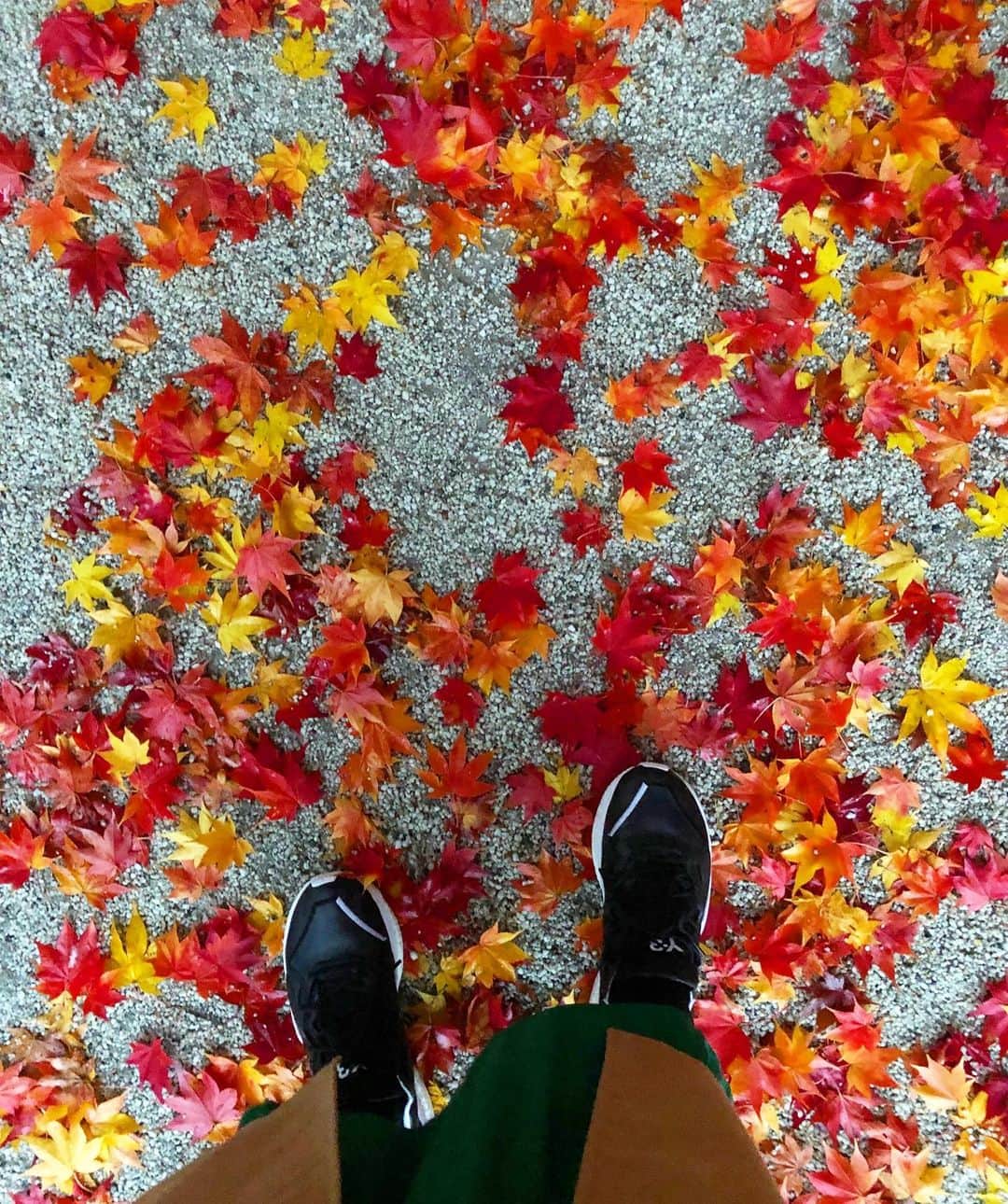 進藤やす子さんのインスタグラム写真 - (進藤やす子Instagram)「✳︎ 10月頭の沖縄旅行中にあれよあれよと決まった今回の京都旅。 こんな紅葉ど真ん中のタイミングで京都、ってもしかしたら学生の時以来かも。（3年前10月半ばの取材で比叡山や嵐山が色づき始めてたのはあったんだけど） . 色んな色が混ざってる感じがすごく好き。 いと美しき恋染紅葉🍁 . .  #紅葉 #京都 #やす子の京都旅2020 （振り返り日記） #上賀茂神社 #賀茂別雷神社」11月25日 18時52分 - yasukoshindo