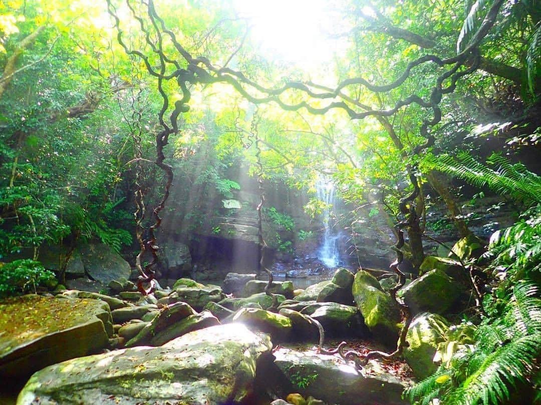 Be.okinawaのインスタグラム：「Okinawa has other attractions besides the sea. Don't miss out on the subtropical jungle. 😉  📍: Kura Falls, Iriomote Island 📷: @iriomotepipi Thank you very much for your lovely photo!  Iriomote Island, in the southwestern area of Okinawa, is mostly covered with lush forest. You can enjoy trekking and canoeing around the "Kura" waterfall, which means "to bring good luck"!  Hold on a little bit longer until the day we can welcome you! Experience the charm of Okinawa at home for now! #okinawaathome #staysafe  Tag your own photos from your past memories in Okinawa with #visitokinawa / #beokinawa to give us permission to repost!  #iriomoteisland #yaeyamaislands #西表島 #八重山諸島 #八重山群島 #이리오모테섬 #야에야마제도 #kurafalls #japan #travelgram #instatravel #okinawa #doyoutravel #japan_of_insta #passportready #japantrip #traveldestination #okinawajapan #okinawatrip #沖縄 #沖繩 #오키나와 #旅行 #여행 #打卡 #여행스타그램」