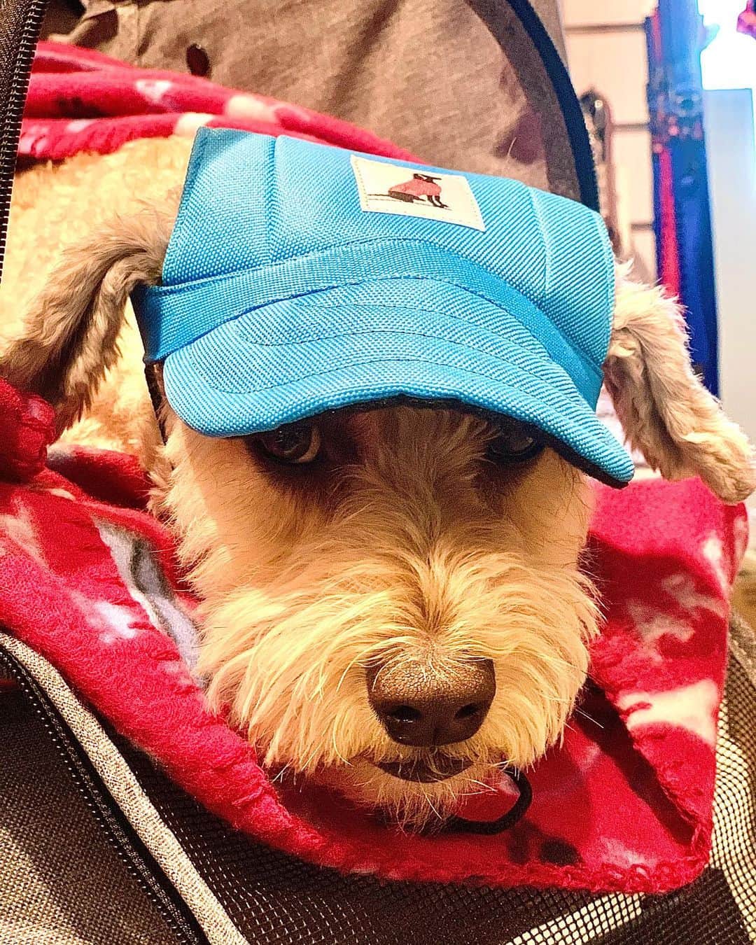 シャーニ・ヴィンソンのインスタグラム：「#DoggieStyle 🧢 🐕   @jaggerpoo」