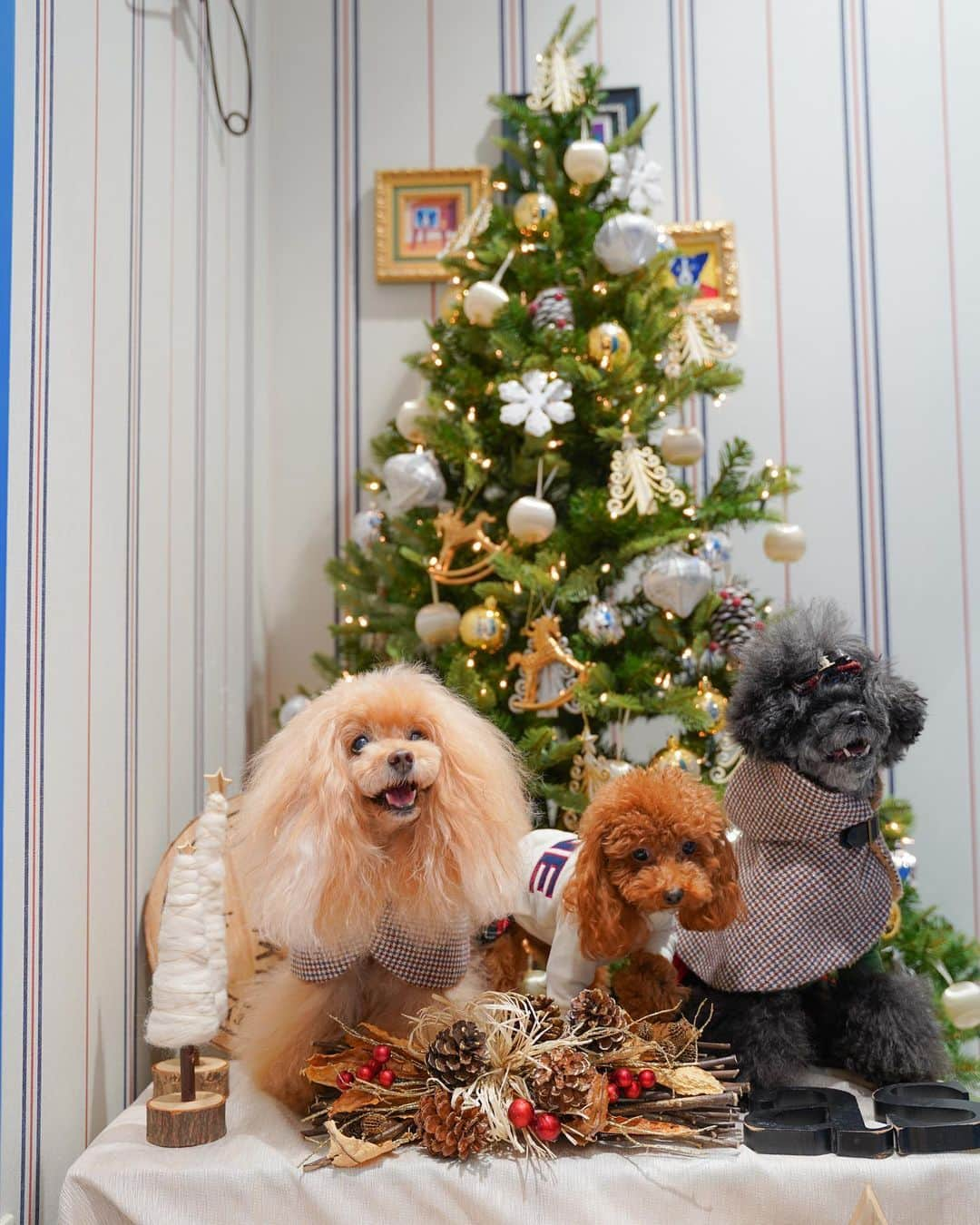 Toypoodle Mikuru?Asakusa Tokyoさんのインスタグラム写真 - (Toypoodle Mikuru?Asakusa TokyoInstagram)「20201125 Wednesday.  【Mikuru information🌟】 今年初クリスマスツリー🎄は マロニエゲート銀座店asさん💖 裸体にキラリバツイード着用しております😆 お友達とも仲良くスリーショット写真撮れました📸  ❸ 枚目 ⭐️N ラメプリラグPO ⭐️W00740 / ¥6,800+TAX グレーと白の2色展開ですよ😄  新しい商品も続々と出始めました💖 ネットでも展開されてますね😆😆😆 アンバサダーの展示会が楽しみです。 また、こちらでその模様をお届けしますね👋🏻  #asknowasdewan #asknowasdewan公式アンバサダー #マロニエゲート銀座  #第17期PPモデル」11月25日 19時12分 - purapura299