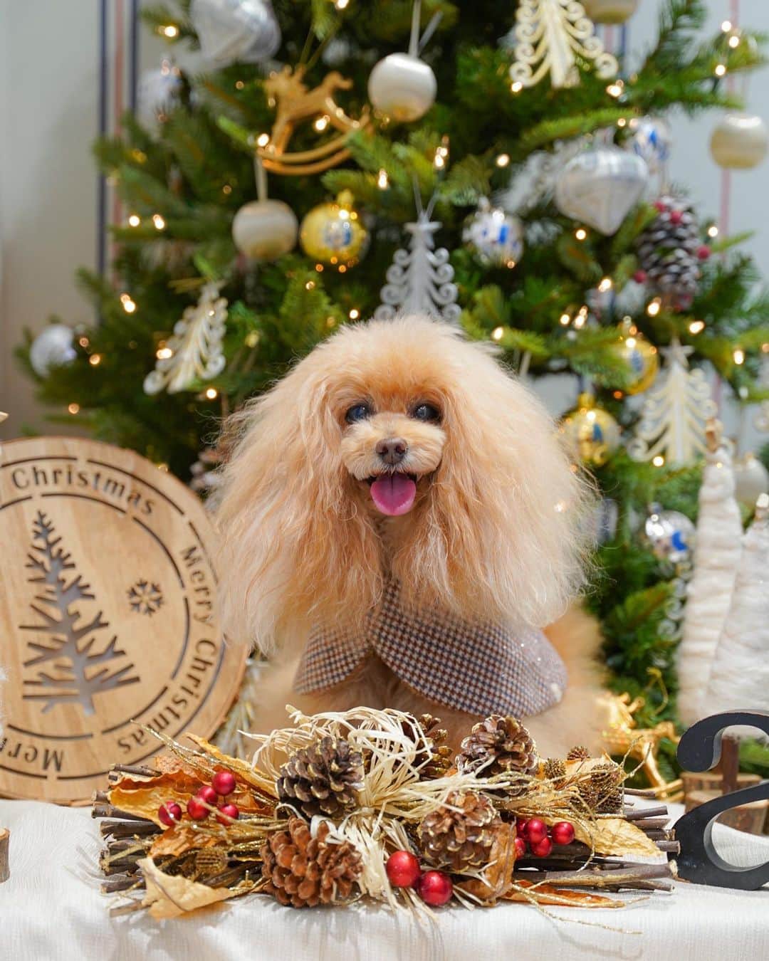 Toypoodle Mikuru?Asakusa Tokyoのインスタグラム：「20201125 Wednesday.  【Mikuru information🌟】 今年初クリスマスツリー🎄は マロニエゲート銀座店asさん💖 裸体にキラリバツイード着用しております😆 お友達とも仲良くスリーショット写真撮れました📸  ❸ 枚目 ⭐️N ラメプリラグPO ⭐️W00740 / ¥6,800+TAX グレーと白の2色展開ですよ😄  新しい商品も続々と出始めました💖 ネットでも展開されてますね😆😆😆 アンバサダーの展示会が楽しみです。 また、こちらでその模様をお届けしますね👋🏻  #asknowasdewan #asknowasdewan公式アンバサダー #マロニエゲート銀座  #第17期PPモデル」