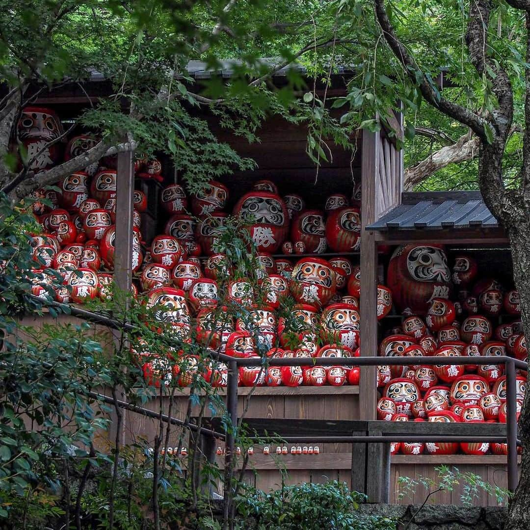 キャセイパシフィック航空さんのインスタグラム写真 - (キャセイパシフィック航空Instagram)「Enter Katsuoji Temple in #Osaka and you'll likely be greeted by Daruma dolls peeking at you from every crevice. These iconic red dolls, which are said to bring good luck, are also commonly sold as souvenirs. What are some of your favourite souvenirs from your travels?  走進#大阪 勝尾寺，隨處可見寺內放滿了象徵能招來好運的紅色達摩，不少人還會買來當作紀念品。你最喜歡哪些旅遊紀念品呢？留言告訴我們吧！  📸 @tomokotoamu   #cathaypacific #MoveBeyond #igtravel #japan」11月25日 19時15分 - cathaypacific