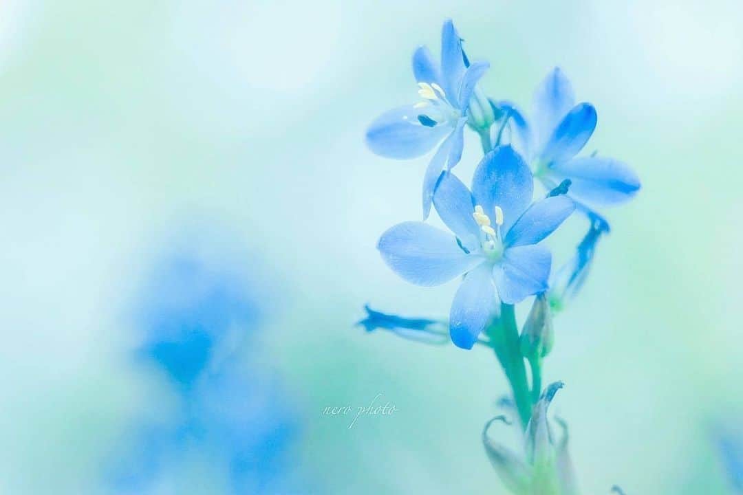 花の写真館のインスタグラム：「Photo by @aroa528.⠀ https://instagram.com/aroa528/⠀ .⠀ Original Post[投稿いただいたURL]⠀ https://www.instagram.com/p/CFmA_xAAMw9/⠀ .⠀ 本アカウントは、 #私の花の写真 をつけてInstagramに投稿された皆さまの花の写真や、「花の写真館」Facebookページで投稿された花の写真を紹介します。⠀ 「花の写真館」Facebookページは、「 @floral.photograph 」のプロフィールにあるURLからご覧ください。⠀ .⠀ ※各自、政府、自治体など公的機関の指示に従った行動をお願いします。⠀⠀ 東京カメラ部および分室では、写真を「見る楽しみ」を提供することを通して、微力ながら皆様にわずかな時間でも癒しをお届けしたいと思っております。⠀ ※本アカウントは東京カメラ部がFacebook、Instagramのサービスを利用して運営しているもので、Facebook社・Instagramとは一切関係ありません。⠀ .⠀ #花の写真館 #floralphotograph #floralphoto #flower #flowers⠀ Follow: @floral.photograph」