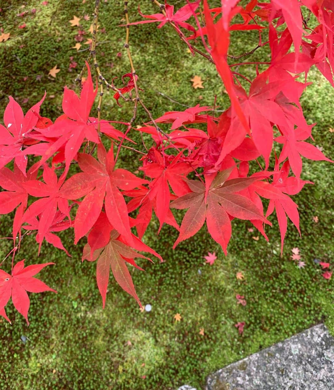 misatoさんのインスタグラム写真 - (misatoInstagram)「♡︎ʾʾ お水を買いに行った帰りに 近くにある紅葉が綺麗なお寺へ🍁 . 真っ赤な紅葉と苔のコントラストが 綺麗だったなぁ☺︎ 四季って素晴らしい♡」11月25日 19時40分 - leialoha319