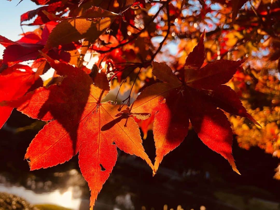 竹川美子のインスタグラム：「紅葉🍁 #紅葉 #楓 #新宿御苑にて #綺麗に色づき #秋深し #花言葉 #美しい変化 #大切な思い出 #癒し」