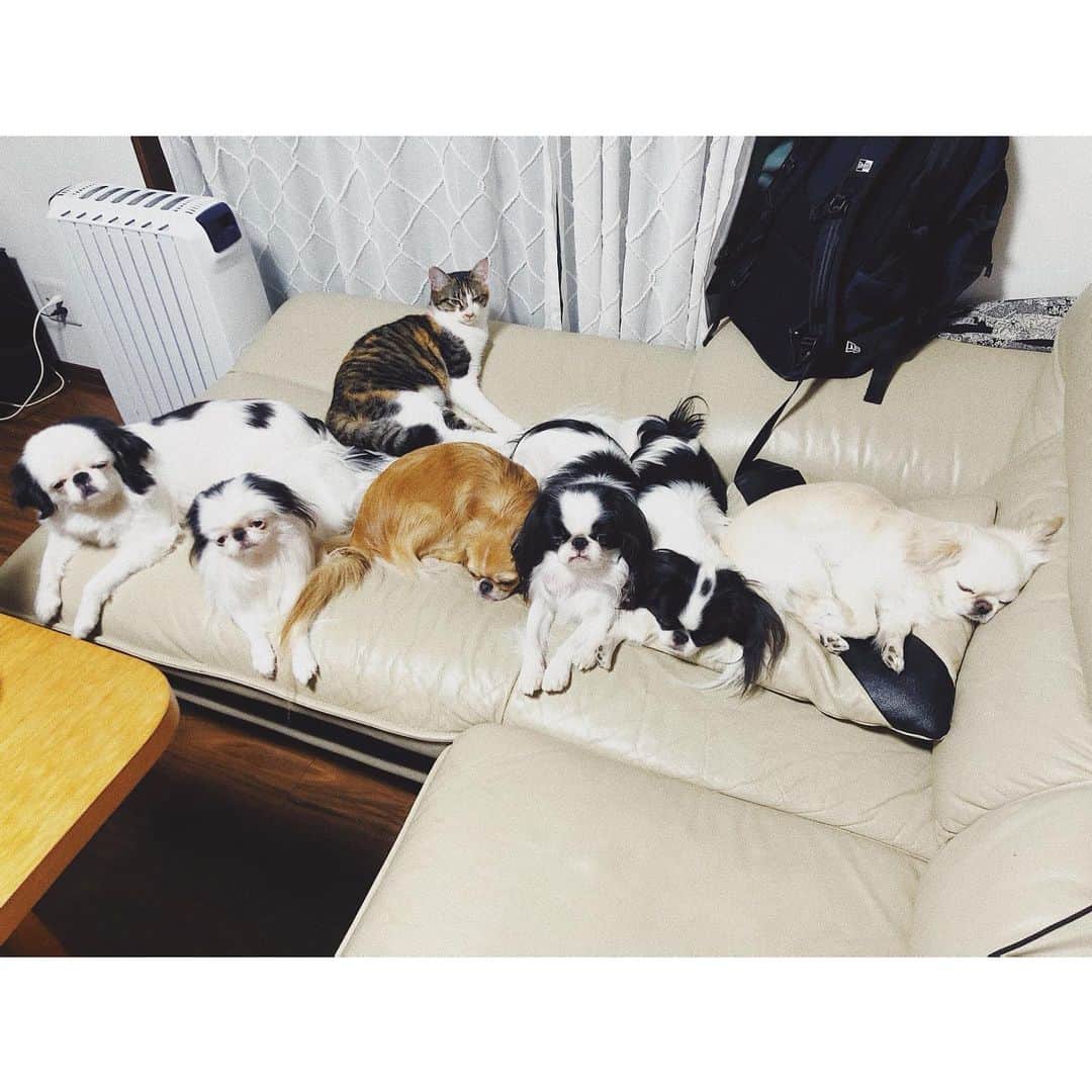 juntowaのインスタグラム：「ソファは常に動物に占拠されている。#多頭飼い#まだいるよ」