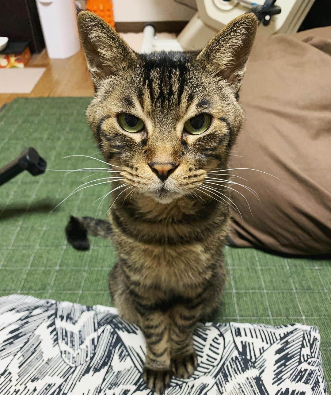 Musashiさんのインスタグラム写真 - (MusashiInstagram)「夕方ムサシさん。ごはんまだ？ の圧。I'm hungry.😾 #musashi #mck #cat #キジトラ #ムサシさん #musashi_the_cat #ねこすたぐらむ」11月25日 20時00分 - _daisy
