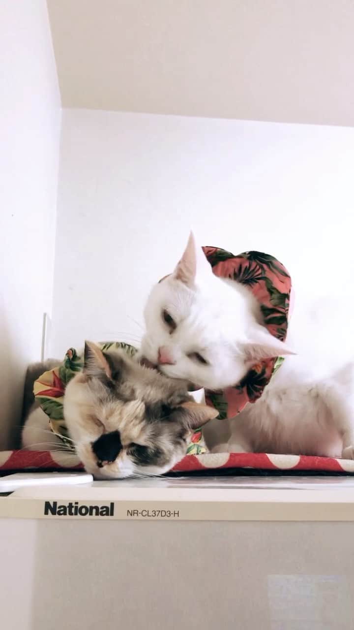 maimocotoのインスタグラム：「子猫と遊び疲れて、コト姉に甘えるチコ😽幸せだね❤︎」