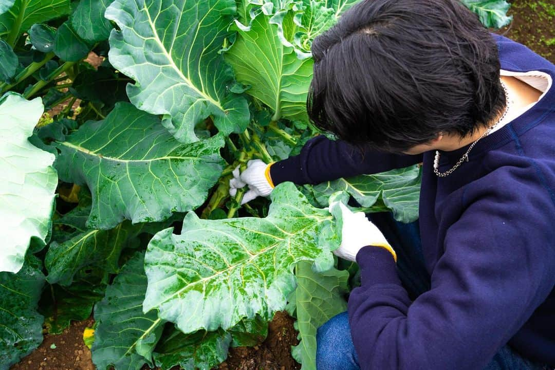 北原 一樹さんのインスタグラム写真 - (北原 一樹Instagram)「. @wearethefarm_ebisu  @wearethefarm_azabu  の、取引先の千葉にある佐倉市で 農場体験してきました！🥬  なんでも採れたては旨いとはこのこと… その場で葉っぱをちぎって食べると驚くほど新鮮で、苦味もえぐみもなく、野菜嫌いな人でも絶対好きになるだろなと確信持ちました◎ そのくらいほんとに採れたても美味しいし、育てた方の愛情がすごく伝わりほんとに美味しかった😭✨  そんな野菜を使ったイベントを出来ることが楽しみで早くみんなに食べてほしい！！！って心から思う🥺  素敵な体験をありがとうございました！ ただ大雨が途中から降りはじめちょー極寒でした、、、笑  それも良い思い出です◎笑  イベントの予約確定日が30日になるのでご予約されてる方たちはDMで またやりとりさせてください！ キャンセルはキャンセル料が発生しますので、30日までにご検討のほうよろしくお願いします！☺️  #wearethefarmazabu #wearethefarmebisu  #野菜専門店#畑#農場#ケール」11月25日 20時10分 - kchanmink_