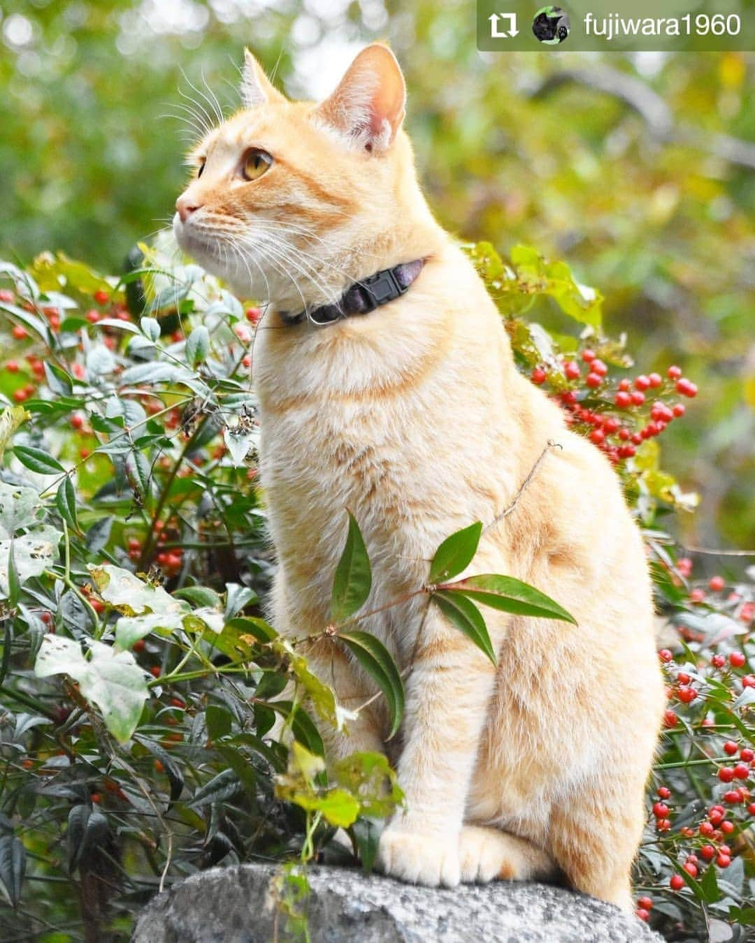 カメラのキタムラさんのインスタグラム写真 - (カメラのキタムラInstagram)「#Repost @fujiwara1960 • • • • • • Kumamoto Prefecture, Japan  先日のチビトラ🐱 南天を　もう少し入れたかったですねー😅 寒くなり　南天の赤が　朱色から深紅に変わっていきます😊 寒いのは　嫌いですが　南天の赤が　変わっていくのは　楽しみです😊  #ちゃとら猫 #猫#ねこ #ネコ#猫ねこ部  #nekoclub #nekoくらぶ #nekoclub_jpn #peppyフォト部  #peppycats #ねこのきもち #ねこ写真 #猫のいる風景#ネコ大好き#猫ポトレ部  #ねこのいる生活 #オールウェル #にゃんパシャコンテスト  #猫好きな人と繋がりたい  #猫好きな人とつながりたい  #カメラのキタムラ #カメラのキタムラ写真投稿  #キタムラ写真投稿  #フォトイノ写真部#ペコねこ部」11月25日 20時23分 - camera_kitamura