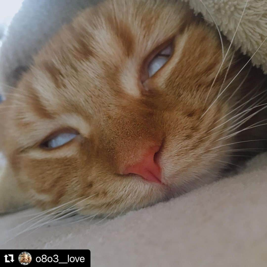 ねこさんのインスタグラム写真 - (ねこInstagram)「【#ねこは人を笑顔にする 】❣️ こたつ…幸せぇぇ〜🍊❤️ @o8o3__love さん、ありがとう😀👏🏻 #Repost @o8o3__love with @make_repost ・・・ おやおや、ラブ君 ♡ こたつの温もりで 幸せ〜なお顔になっているね ❄︎  『ぽかぽかして いいキモチだにゃ〜𓃠 』  #にゃんこ編集部_ぽかぽか冬支度  @editorial_company.pad   #スコティッシュフォールド#scottishfold  #スコ部#レッドタビー#茶トラ#茶トラ男子部 #ラブお君#ハート猫#猫#ねこ#ねこ部 #猫写真#ねこは人を笑顔にする#cat #ニャンコ#にゃんだふるらいふ#猫すたぐらむ #ねこスタグラム#ねこかわいい #にゃんすたぐらむ#ねこのいる幸せ  #ねこ好きな人と繋がりたい #猫好きさんと繋がりたい#peppy秋フォトコン #猫カレンダー2022参加したい#猫との暮らし #猫のいる暮らし#猫のいる生活」11月25日 20時37分 - neko_magazine