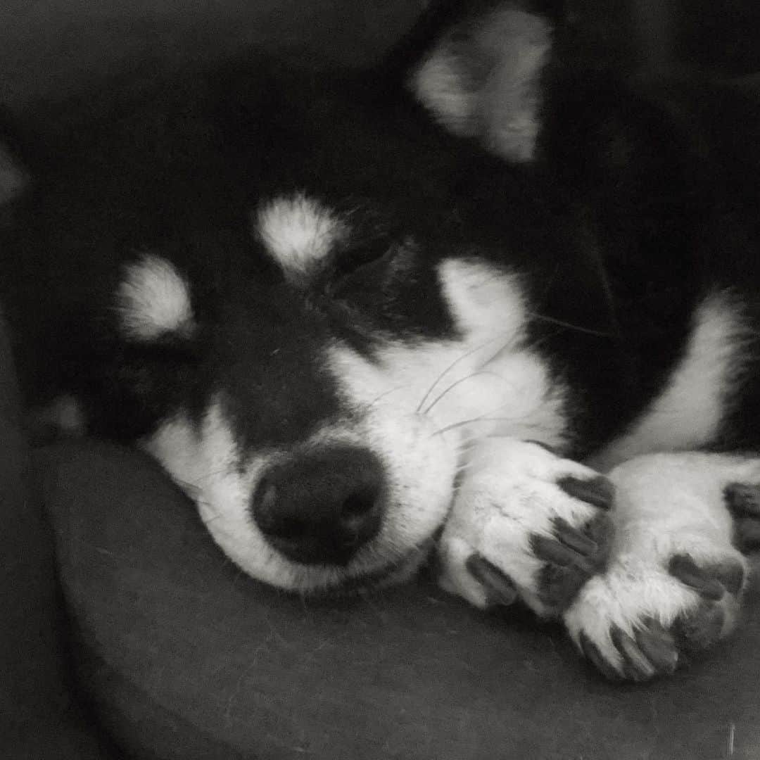 vo_coのインスタグラム：「💤 気持ちよさそうに眠ってる顔を見てるとこっちも幸せな気分になれるね ＊ #寝顔を見てるのが好き #shibastagram #instashiba #shiba #shibainu #黒柴 #柴犬」