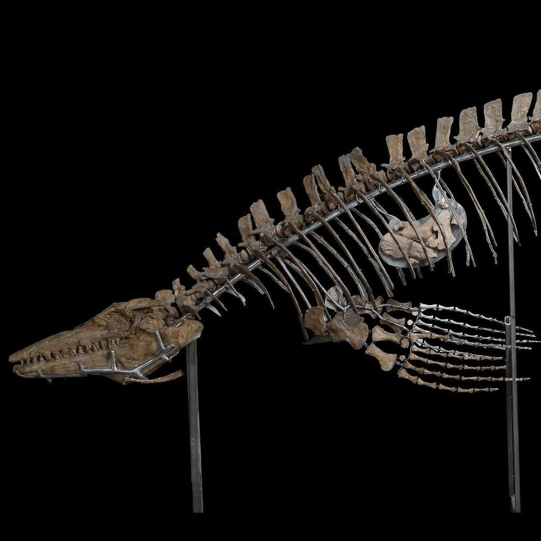 スミソニアン博物館さんのインスタグラム写真 - (スミソニアン博物館Instagram)「For a nontraditional meal, here's the fossil version of a turducken. This 20-foot-long predatory marine reptile Tylosaurus in @smithsoniannmnh has its last meal in its stomach: a plesiosaur, or flippered marine reptile. The stomach ALSO contained the bones of the plesiosaur’s last meal—small fishes and invertebrates—which you can see in the last photo. #DeepTime」11月26日 6時18分 - smithsonian