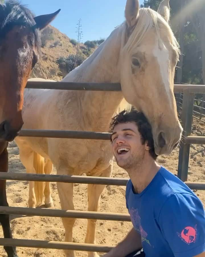 ボー・マーショフのインスタグラム：「I highly recommend a good horse head massage.」