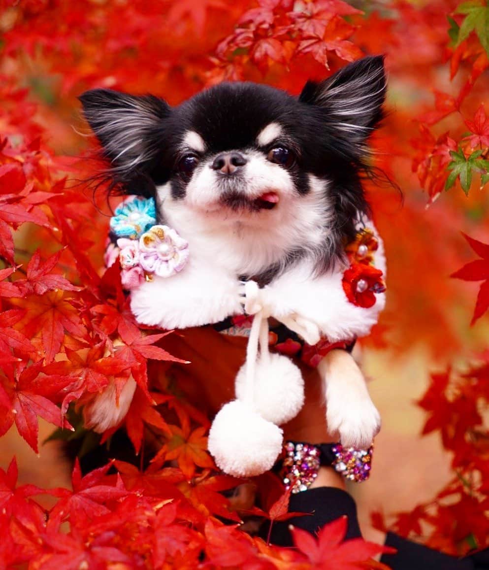 kayoのインスタグラム：「* * * 真っ赤な紅葉から おはよー🍁🍁🍁 * * 撮影📸 @alicechiwawa  ちゃん❤️ * * スゴい体勢で撮ってくれて ありがとうー😂❤️ * * Melon❤️🍁 * * #紅葉#南禅寺 * #chihuahua#chihuahualove#dogstgram#dog#instadog#チワワ#チワワ大好き#チワワのいる暮らし * * *」