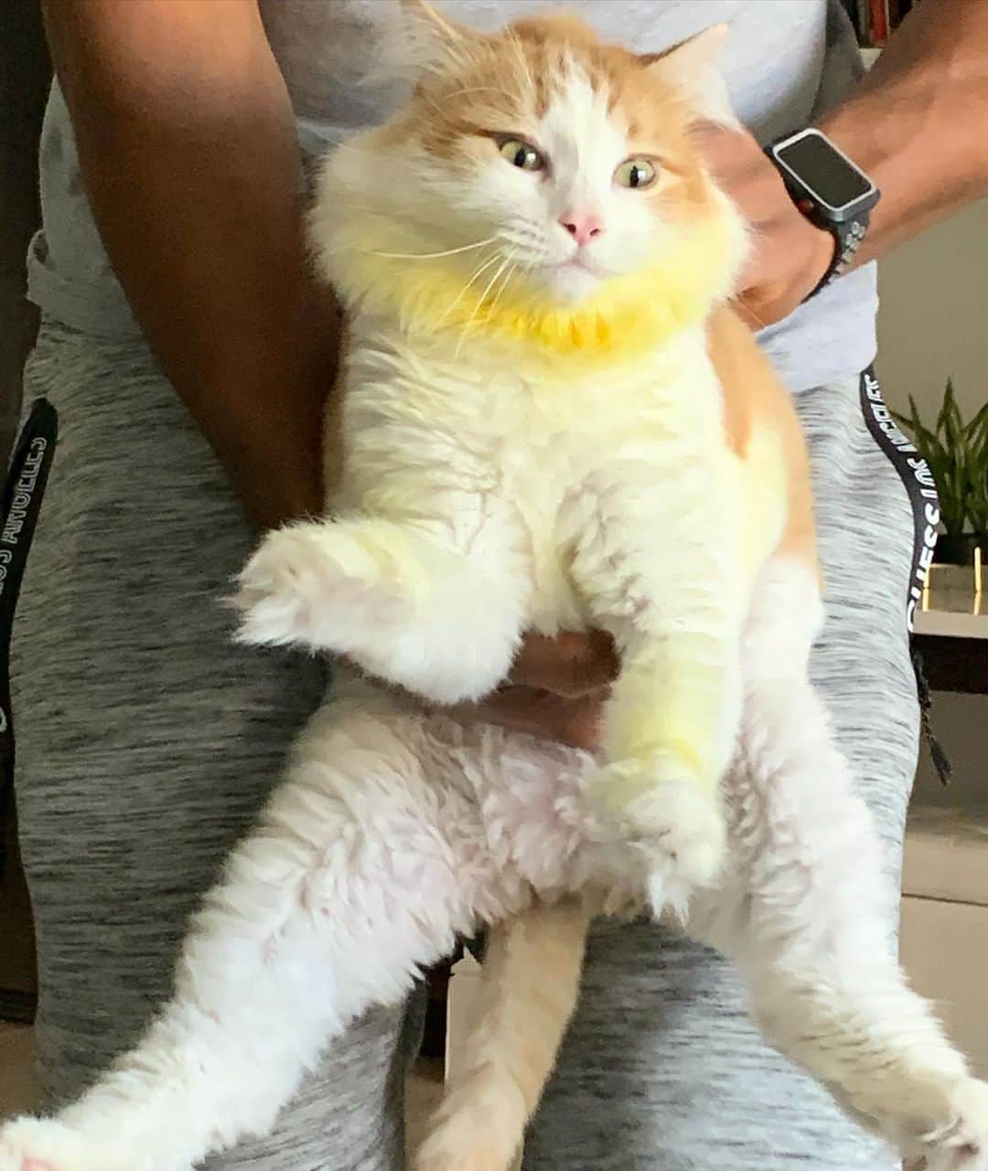 クラウディア・ジョーダンさんのインスタグラム写真 - (クラウディア・ジョーダンInstagram)「How the hell did this cat get orange/yellow all over his chest and paws?? A mess!! What do you think this is?? Always into some sh*t!!」11月26日 7時28分 - claudiajordan