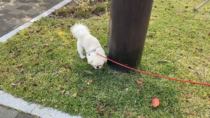 有田優理香のインスタグラム：「ペキニーズしか勝たん🐶‼️  #pekingese #ペキニーズ　#鼻ぺちゃ #あさんぽ☀️ #犬界の藤原竜也　#若者言葉むずい　#やりらふぃーしか勝たん　#最近覚えました」