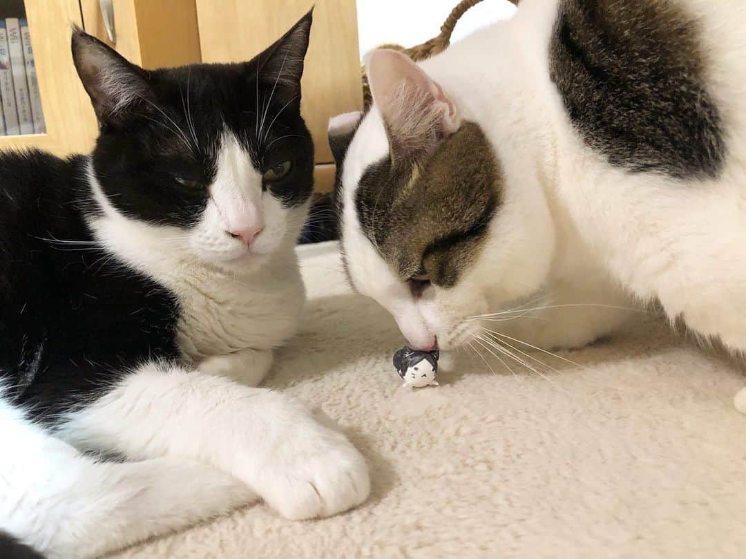 ひのき猫さんのインスタグラム写真 - (ひのき猫Instagram)「新しい家族？」11月25日 22時40分 - hinoki.cute.kitten