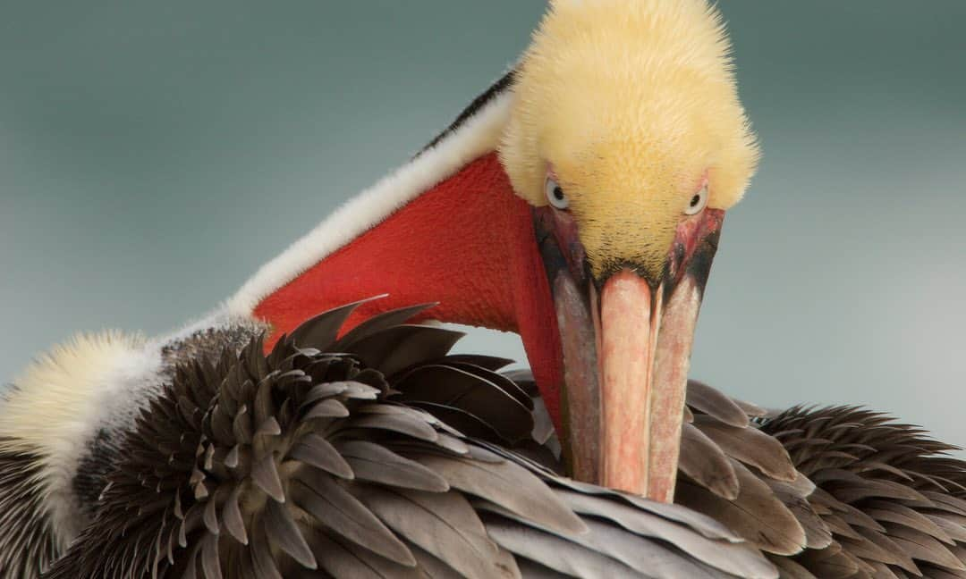 Tim Lamanさんのインスタグラム写真 - (Tim LamanInstagram)「Photo by @TimLaman.  Brown Pelican Preening. Shot in San Diego a few years ago.  This is an image from my gallery “Wonder of Birds” that you can display from the new app @WindowSight to your TV.  Swipe to see how it works.  Turn that black screen on your wall into a place to display photography and art, and enjoy a dose of inspiration from nature instead of a blank screen.  Sign up now with my code “TIMLAMAN” to get 3 months for the price of 1.  #GetTheBigPicture #Pelican #SanDiego #nature #birds #wildlife」11月25日 23時10分 - timlaman