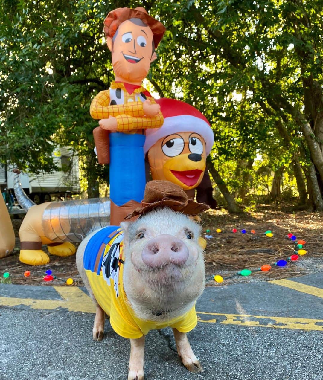 Priscilla and Poppletonさんのインスタグラム写真 - (Priscilla and PoppletonInstagram)「“You’ve got a friend in me!” Woody Pop is so happy he found Woody and Slinky at Disney!🐷🤠🐶#disney #fortwilderness #happycamper #PrissyandPop」11月25日 23時12分 - prissy_pig